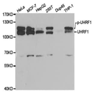 UHRF1 pAb (ChIP Grade) avatar