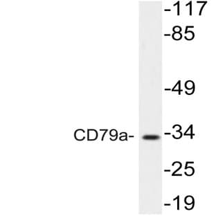 CD79a (T203) pAb