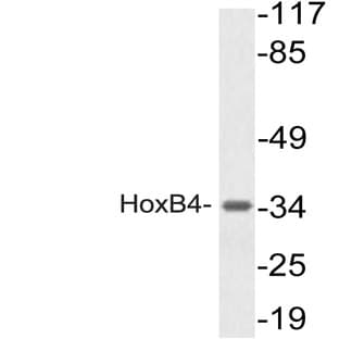 Hox-B4 (A135) pAb
