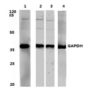 GAPDH (1A6) mAb avatar