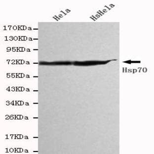 HSP70 (C-terminus) mAb avatar