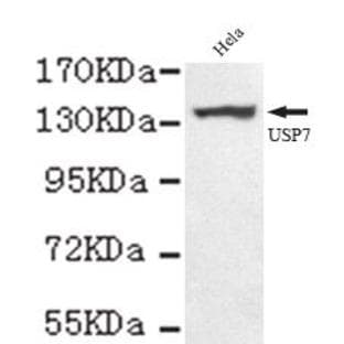 USP7 (C-terminus) mAb avatar