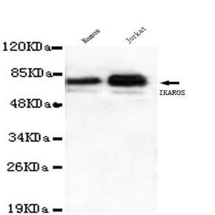 Ikaros (C-terminus) mAb avatar