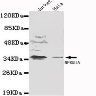 IkB-(alpha) (N-terminus) mAb avatar