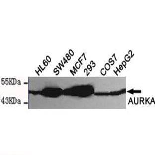 AURKA (N-terminus) mAb avatar