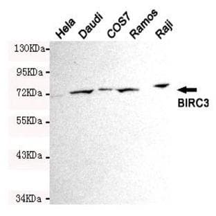 BIRC3 mAb avatar