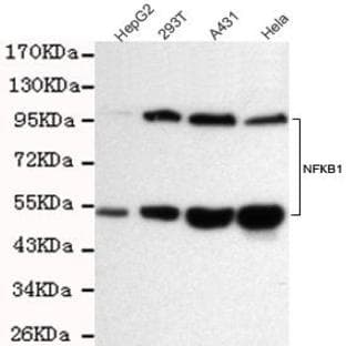 NFkB-p105/p50 mAb avatar