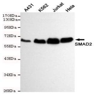 Smad2 mAb avatar