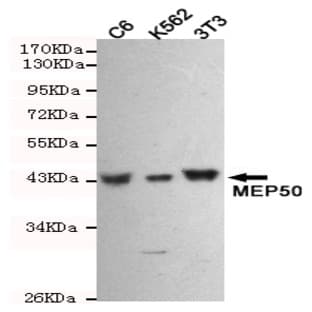MEP50 mAb avatar