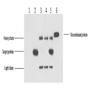 His-Tag Mouse mAb