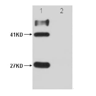HSV-Tag Mouse mAb avatar