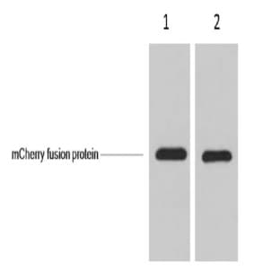 mCherry-Tag Mouse mAb
