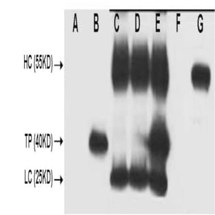 V5-Tag Mouse mAb avatar