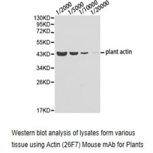Plant Actin mAb avatar
