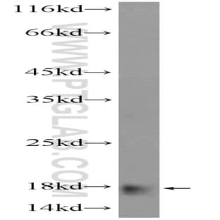 APOC4 Antibody - apolipoprotein C-IV