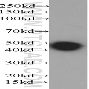 6*His, His-Tag Antibody