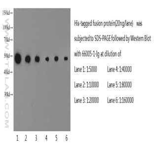 6*His, His-Tag Antibody