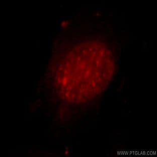 ZXDC Antibody - ZXD family zinc finger C avatar