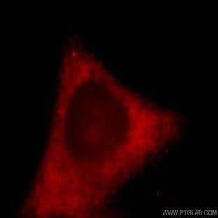 ACSL3 Antibody - acyl-CoA synthetase long-chain family member 3