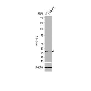 14-3-3 GAMMA Antibody - tyrosine 3-monooxygenase/tryptophan 5-monooxygenase activation protein, gamma polypeptide