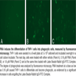Phagocytosis Assay Kit (IgG FITC)