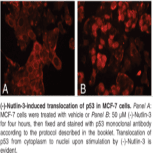 p53 Cell-Based Activation/Translocation Assay Kit