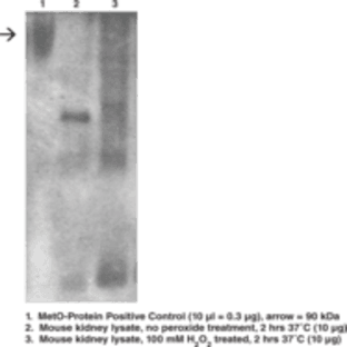 Methionine Sulfoxide Immunoblotting Kit