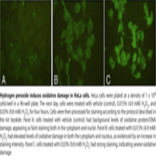 Aldehyde Site (DNA and Protein) Detection Kit avatar