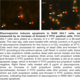Annexin V FITC Assay Kit avatar
