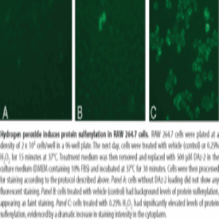 Sulfenylated Protein Cell-Based Detection Kit