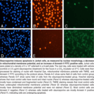 Multi-Parameter Apoptosis Assay Kit avatar