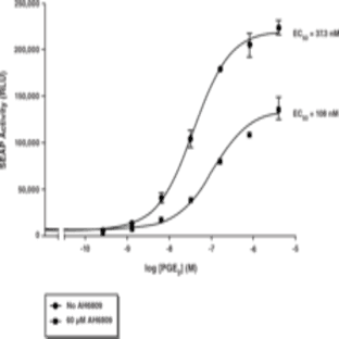 EP2 Receptor (rat) STEP Reporter Assay Kit (Luminescence)