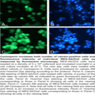 Multi-Drug Resistance Assay Kit (Calcein AM) avatar