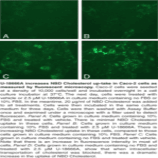Cholesterol Uptake Cell-Based Assay Kit avatar