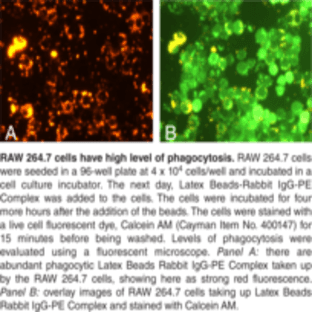 Phagocytosis Assay Kit (IgG PE) avatar