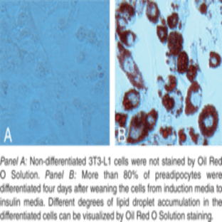 Adipogenesis Assay Kit avatar