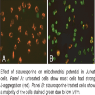 JC-1 Mitochondrial Membrane Potential Assay Kit