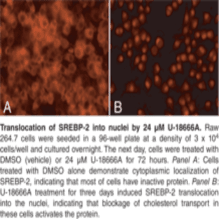 SREBP-2 Cell-Based Translocation Assay Kit avatar