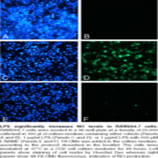 Nitric Oxide Cell-Based Assay Kit