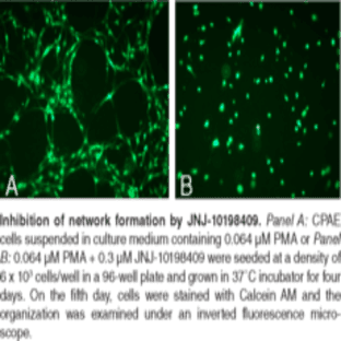 In Vitro Angiogenesis Assay Kit avatar