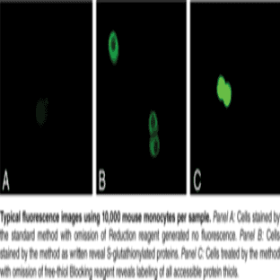 S-Glutathionylated Protein Detection Kit
