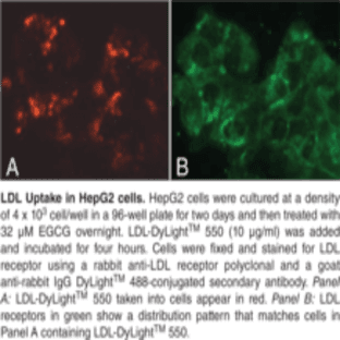 LDL Uptake Cell-Based Assay Kit avatar