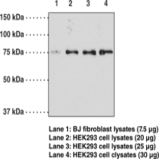 Optineurin (C-Term) Polyclonal Antibody