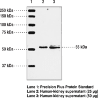 BLT1 Receptor Polyclonal Antiserum