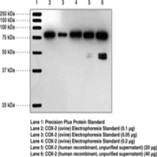 Goat Anti-COX-2 (human) Affinity-Purified Polyclonal Antibody