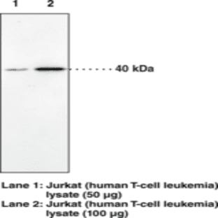 CB2 Receptor Polyclonal Antibody avatar