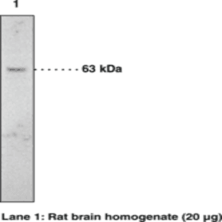 Fatty Acid Amide Hydrolase Polyclonal Antibody