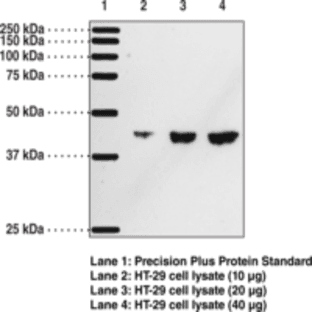 DP1 Receptor Polyclonal Antibody