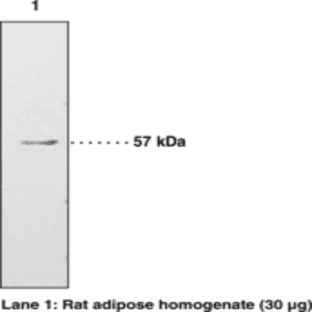 PPAR(gamma) Polyclonal Antibody avatar
