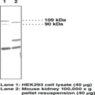 PGC-1 Polyclonal Antibody